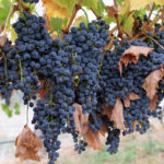 grapes ready for harvest