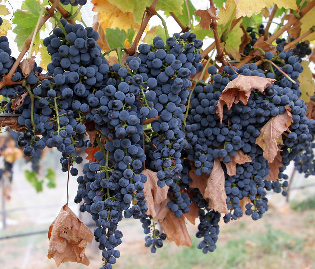 grapes ready for harvest