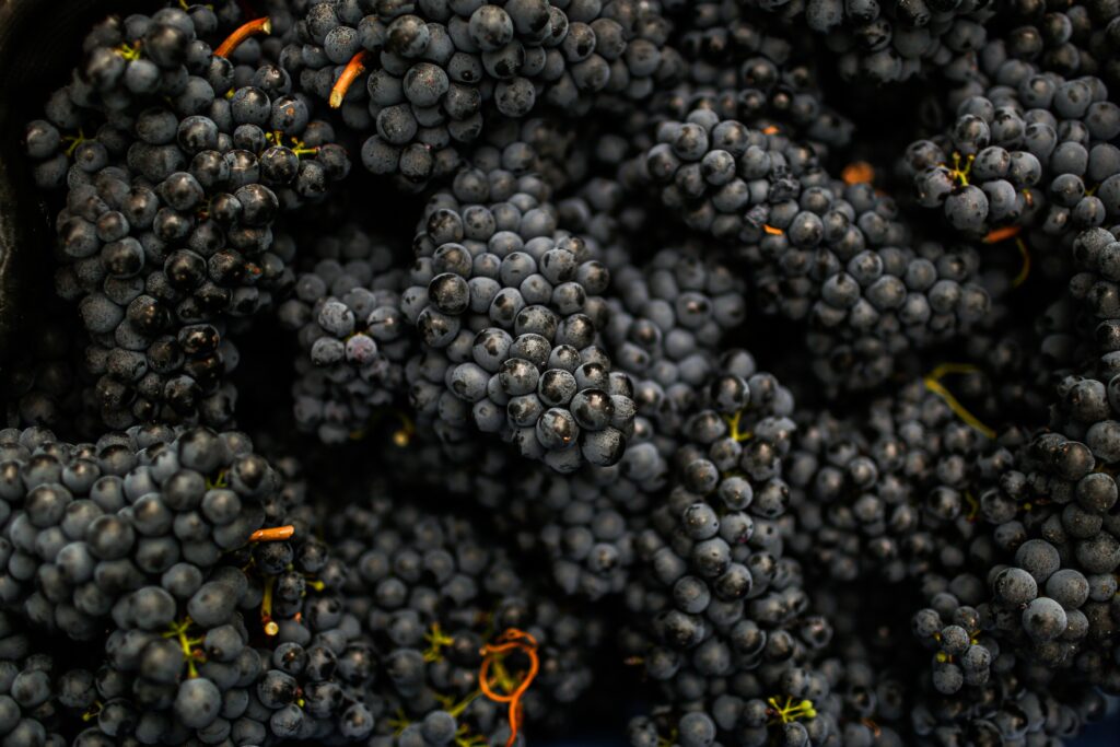 freshly picked Italian red wine grapes
