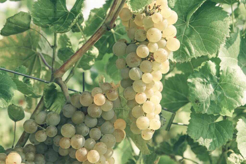 Italian white wine grapes on the vine