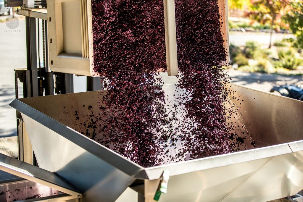 destemmed grapes going into the crusher