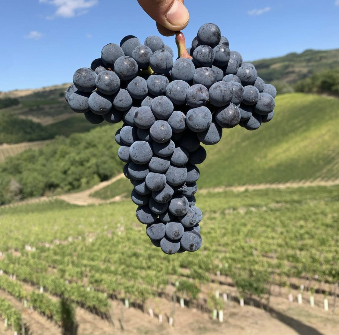 Italian Grapes 101: Sangiovese | Domenico Winery + Osteria