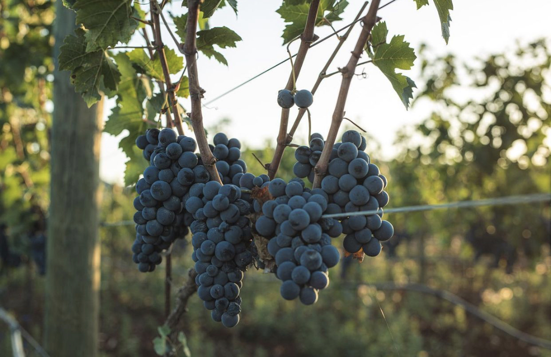 negroamaro grapes