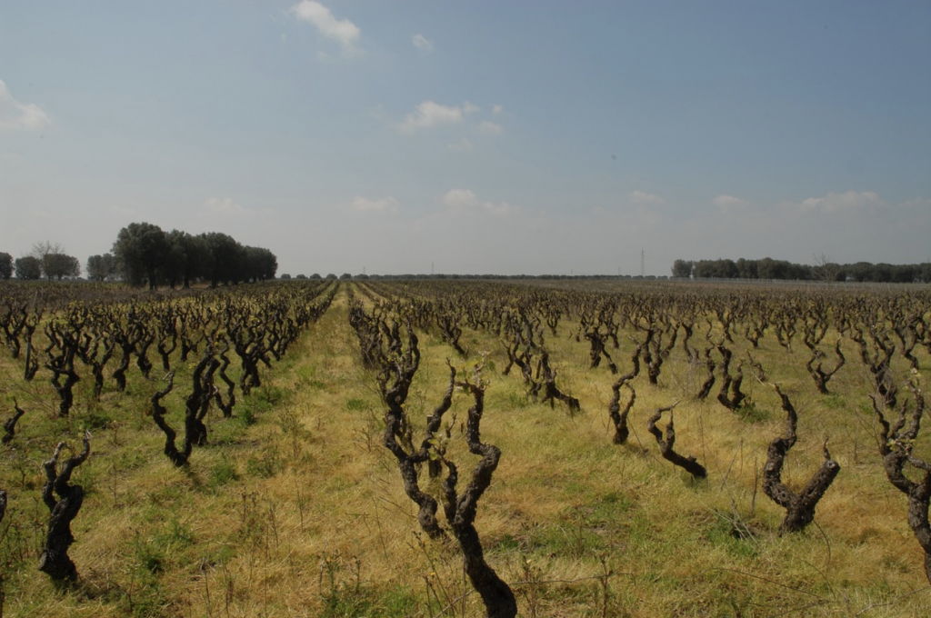 Vineyards in Puglia