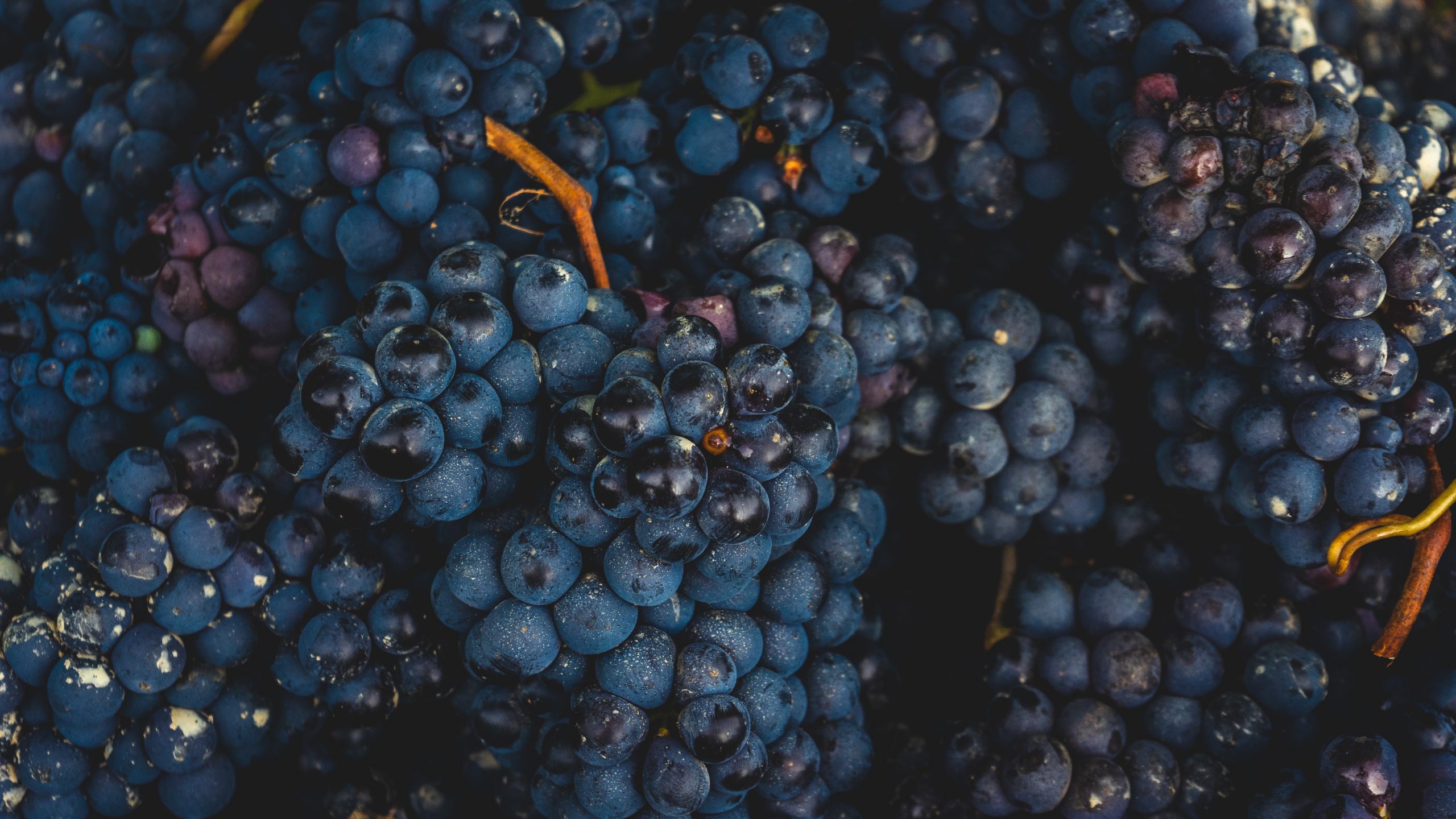 fresh nebbiolo grape bunches