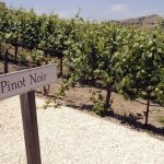 Pinot Noir Vineyard in Napa Valley