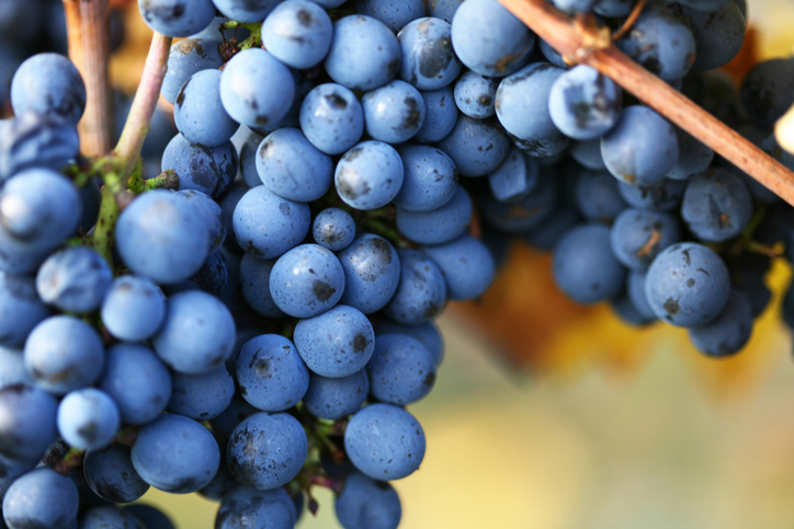 Pinot Noir Grape Bunches