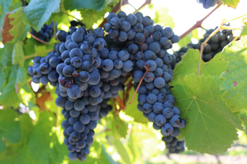 Tannat grapes in Uruguay