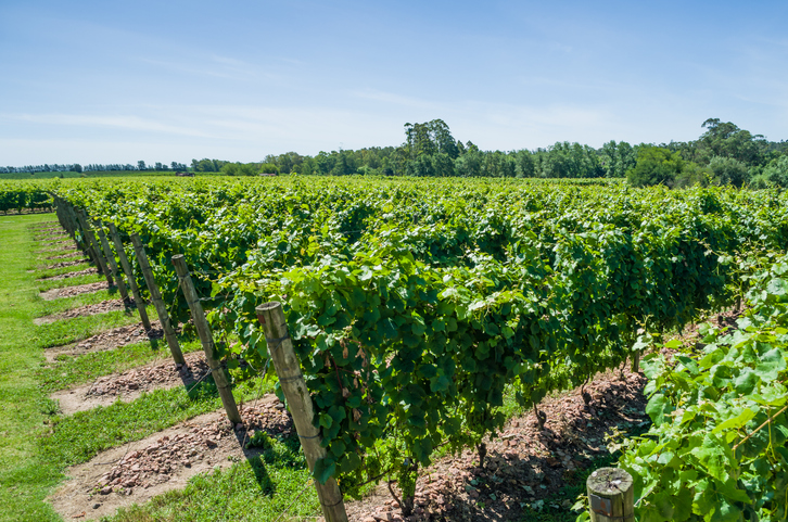 Uruguayan vineyard