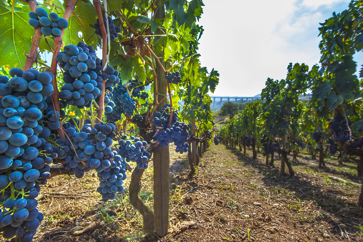 aglianico grapes in Basilicata