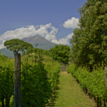 Vineyards by Mount Vesuvius in Campania, Italy