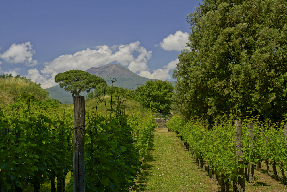 Vineyards by Mount Vesuvius in Campania, Italy