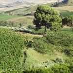 Hillside vineyard in Sicily