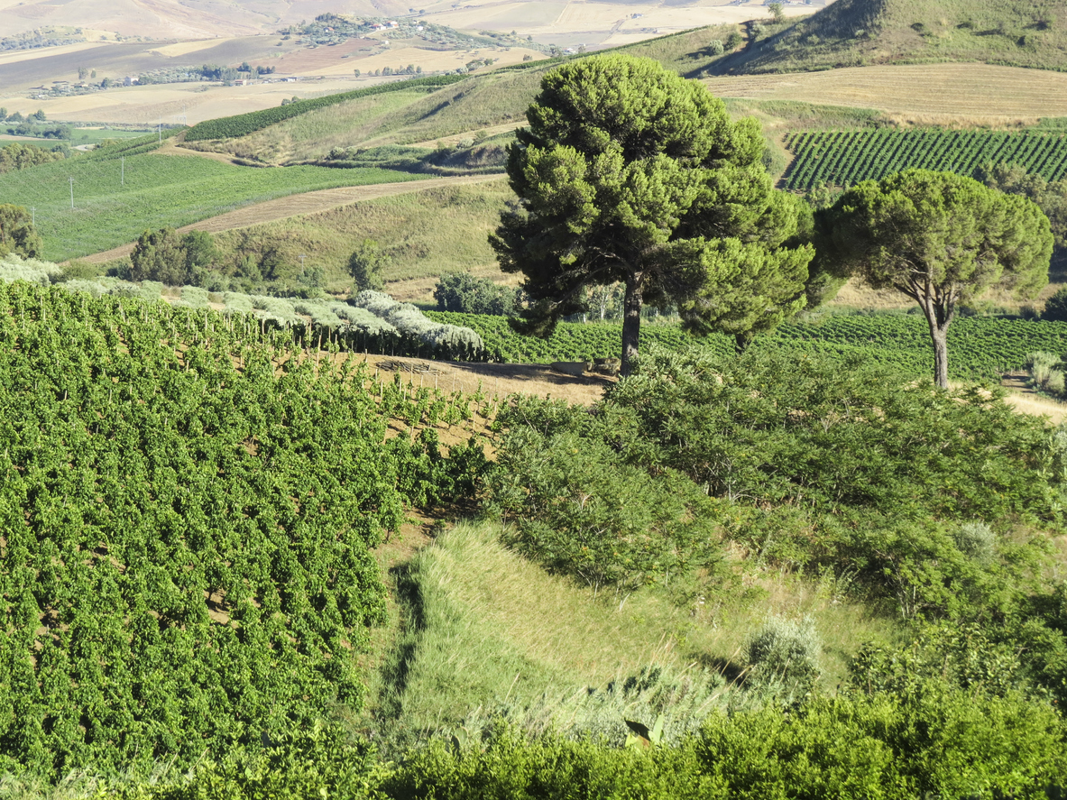 Hillside vineyard in Sicily