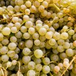 freshly picked fiano grapes