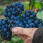 Fresh grape bunch in Piedmont, Italy