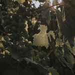 Coda di volpe grape bunches on the vine