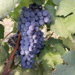 Freisa wine grape