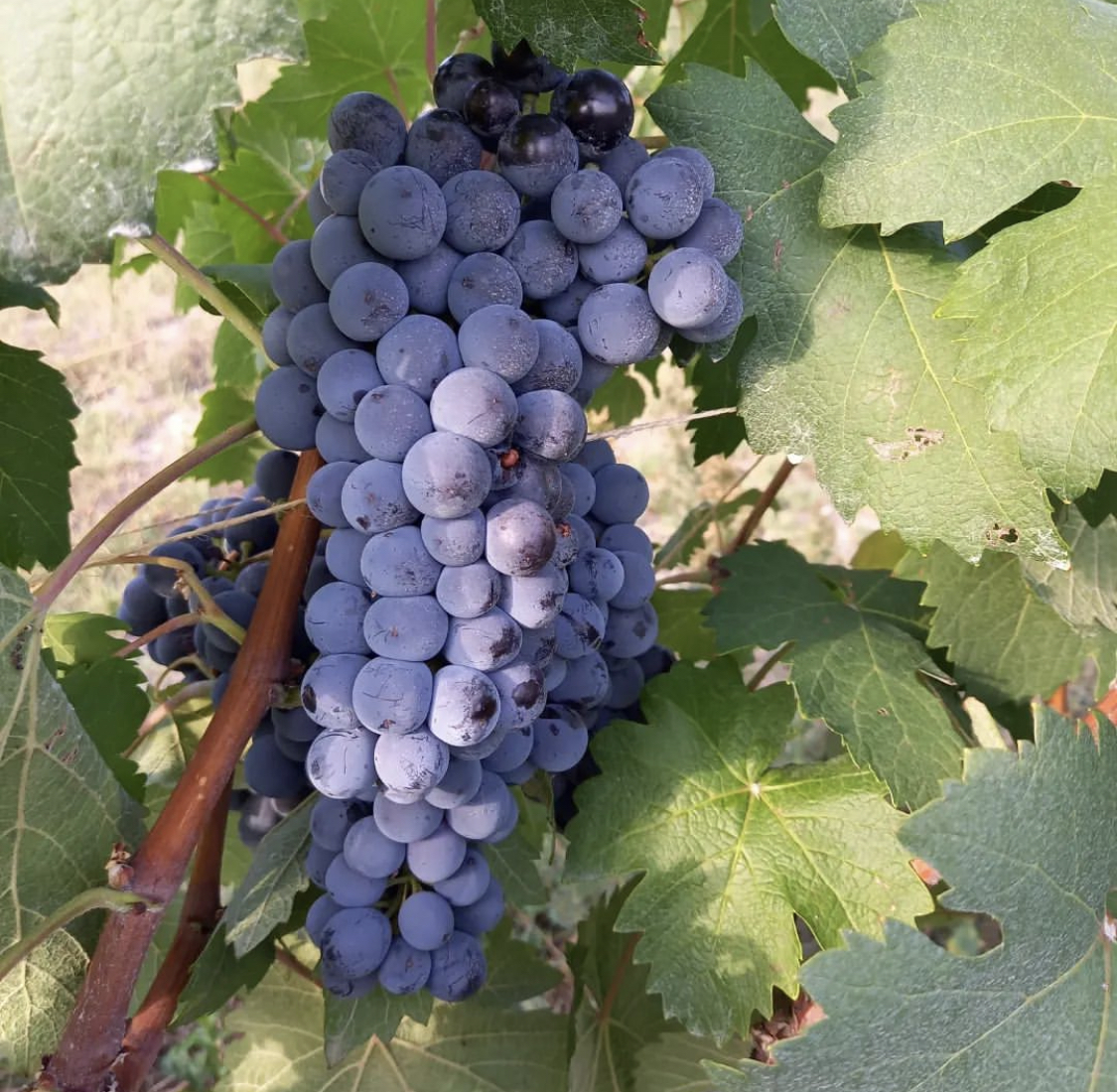 Freisa wine grape