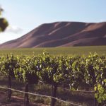 must-visit california wine regions