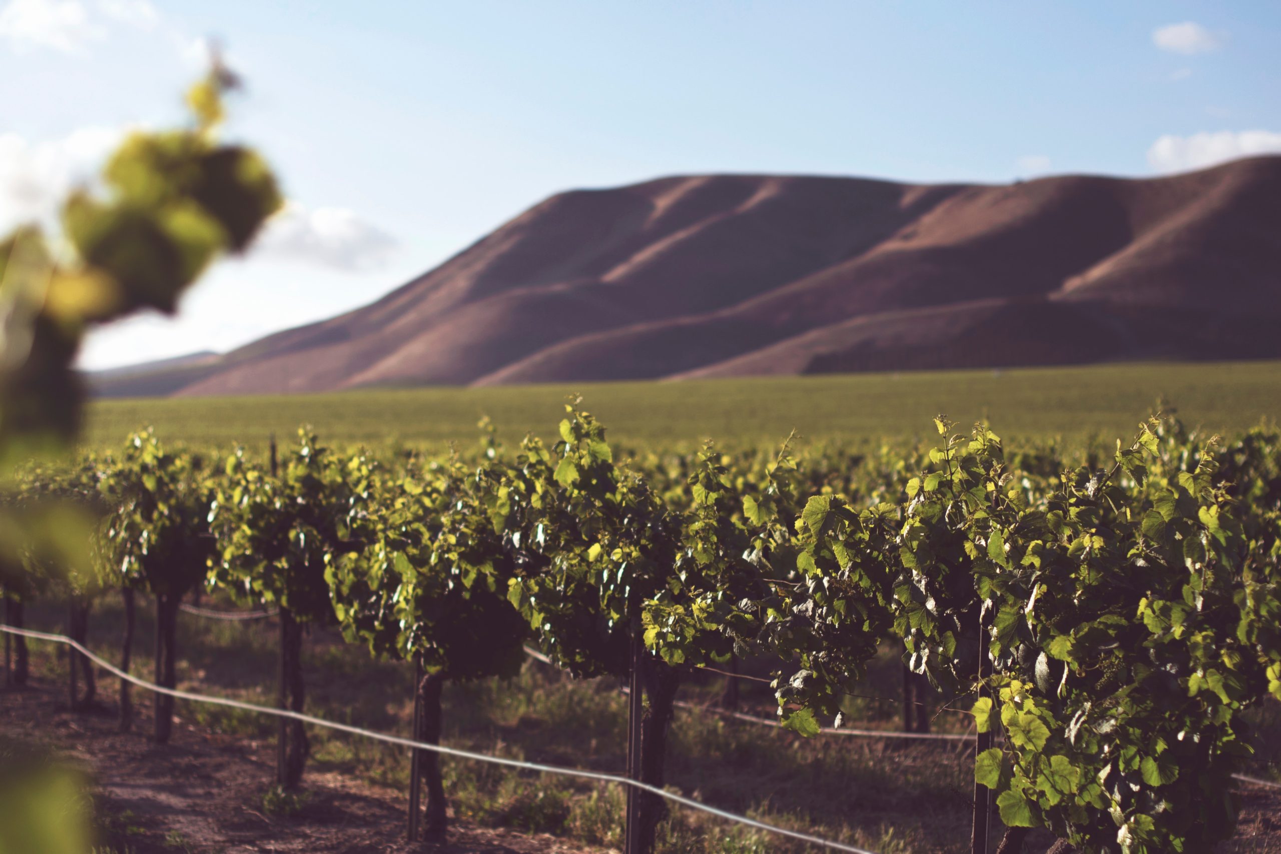 must-visit california wine regions