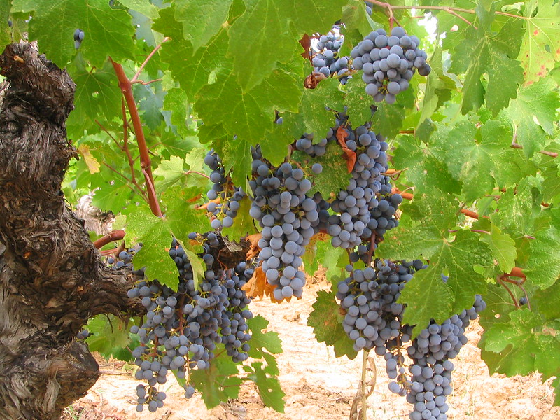 zinfandel grapes in amador county wine region