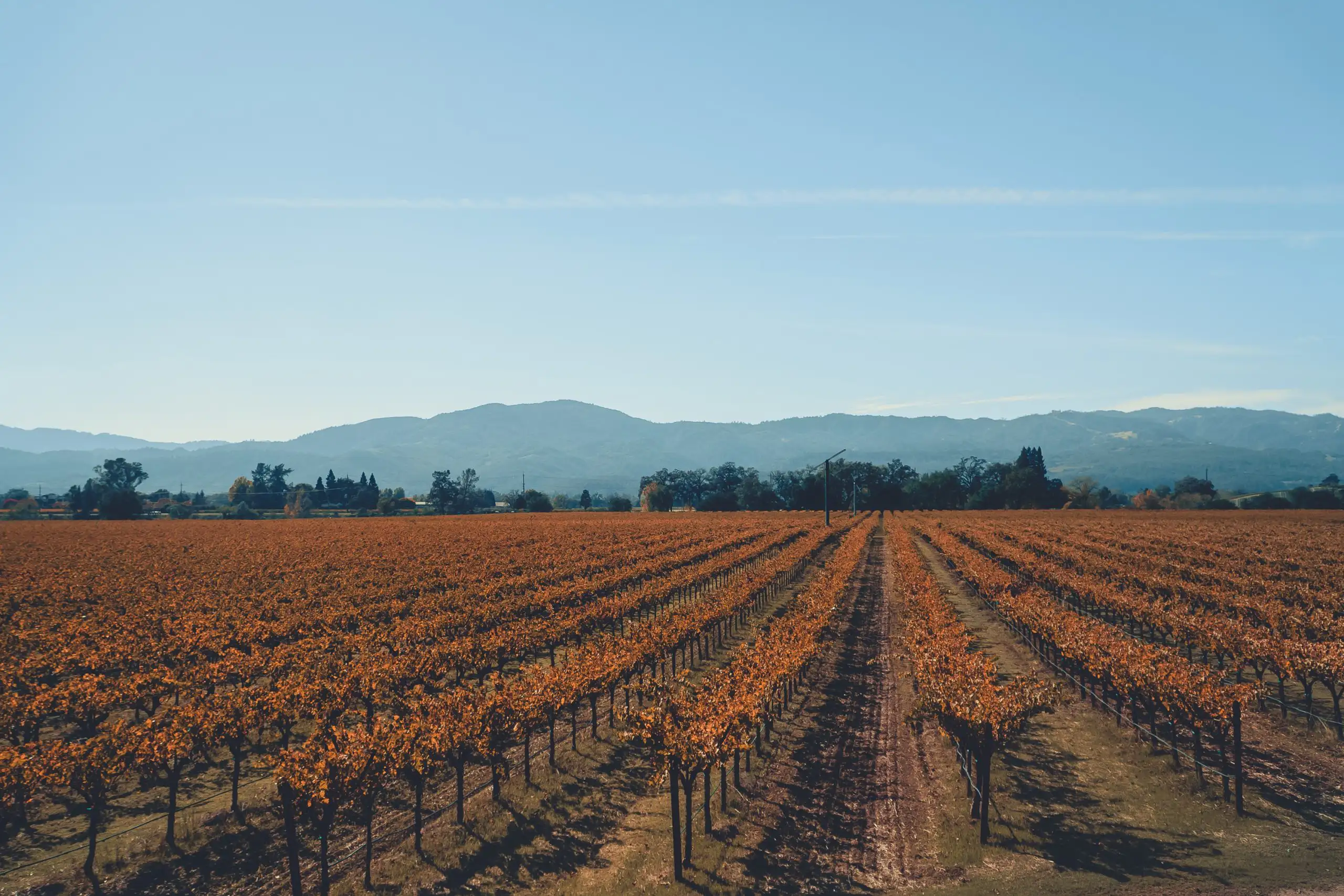 A wide view of a vineyard in autumn with rows of vines turning orange and a backdrop of mountains.