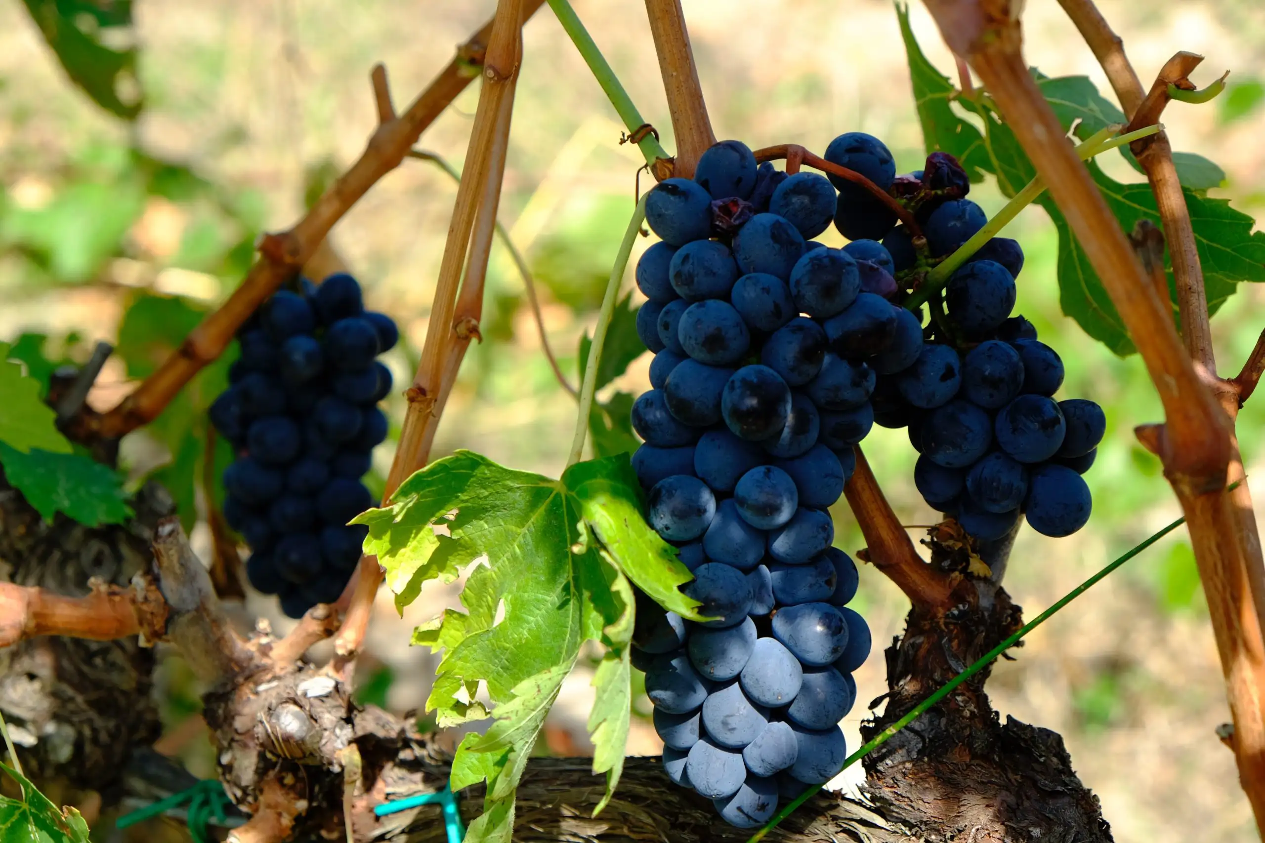 Close-up of ripe black grapes growing on a vine with green leaves in a vineyard.