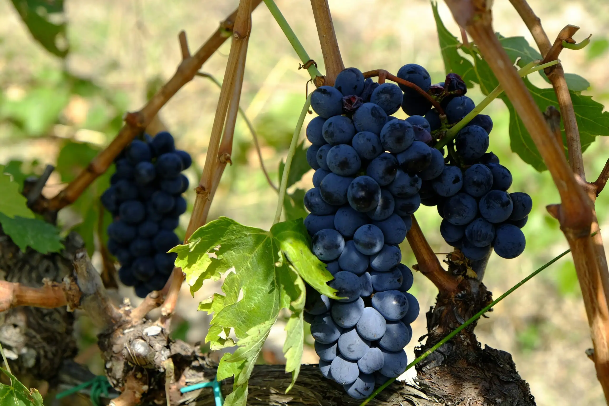 Close-up of a bunch of ripe dark purple grapes growing on the vine with green leaves.