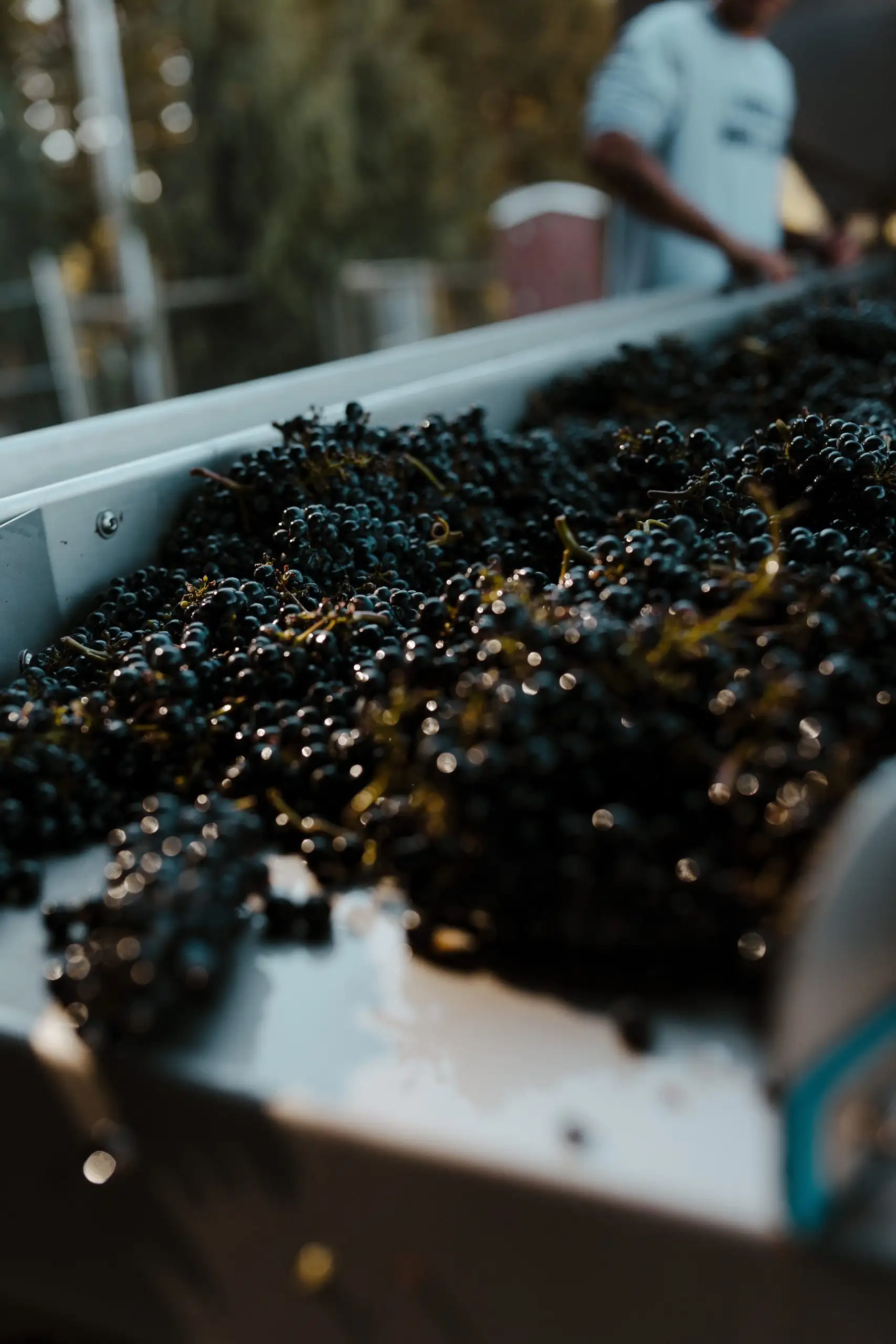 7 Important Things to Know About Wine Harvest | Domenico Winery Freshly harvested red wine grapes on a sorting table at a vineyard during harvest.