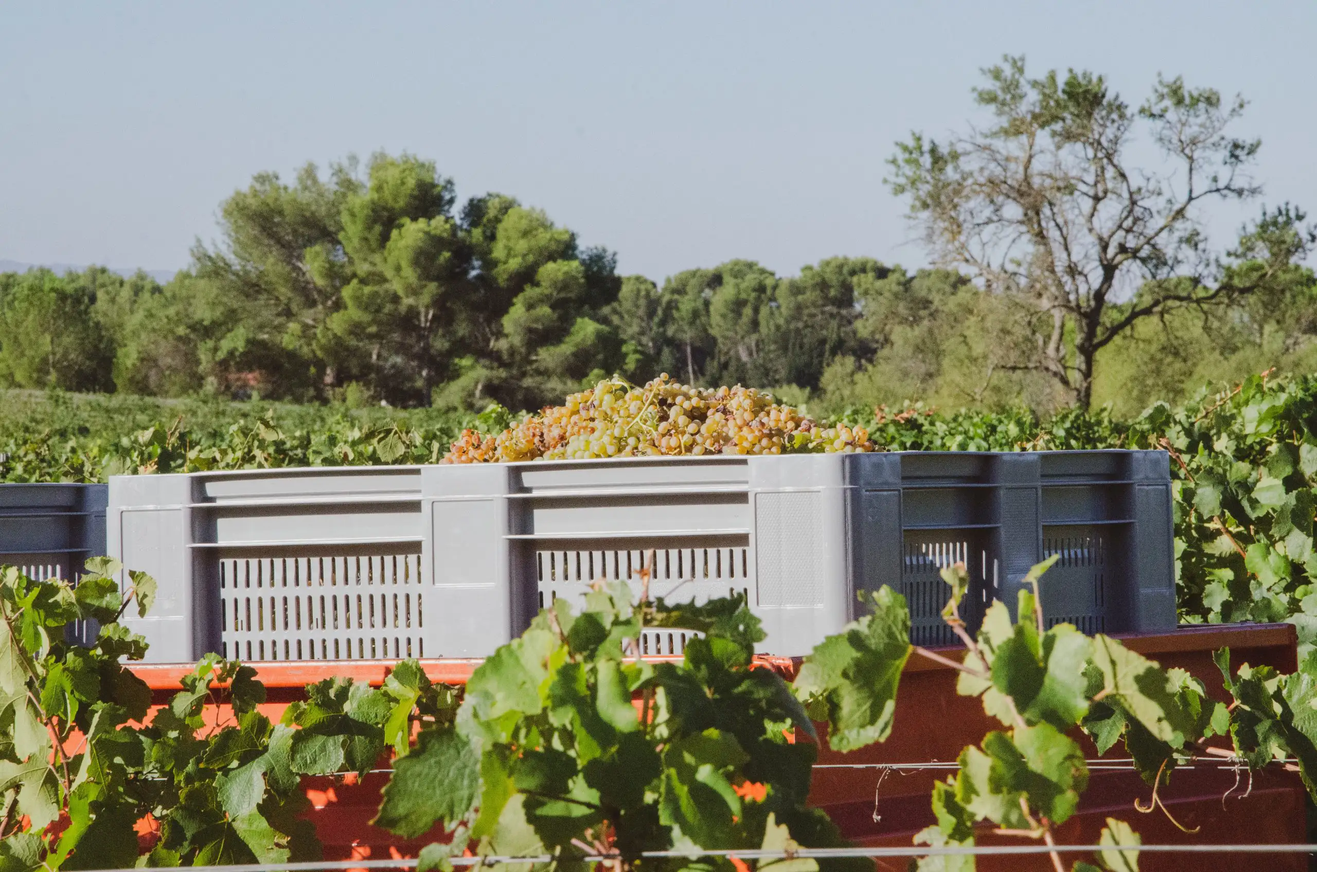 The Best Tips for Becoming a Winemaker | Domenico Winery Crates filled with freshly harvested grapes placed among vineyard rows during harvest season.
