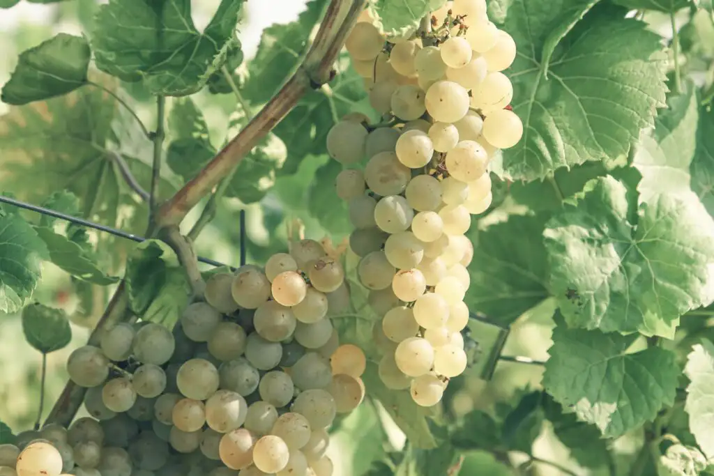 Great Italian Grapes Grown in California | Domenico Winery Close-up of green grapes hanging on a vine in a vineyard.