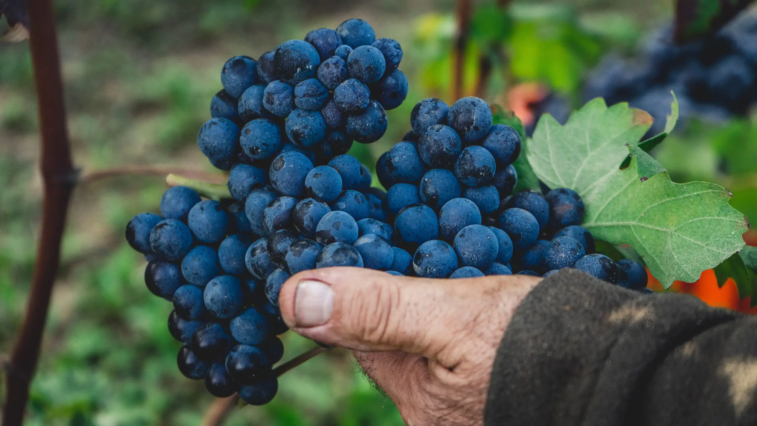 Famous Italian Wine Grapes 101: Dolcetto | Domenico Winery A weathered hand holding a cluster of freshly picked dark red wine grapes in a vineyard setting.