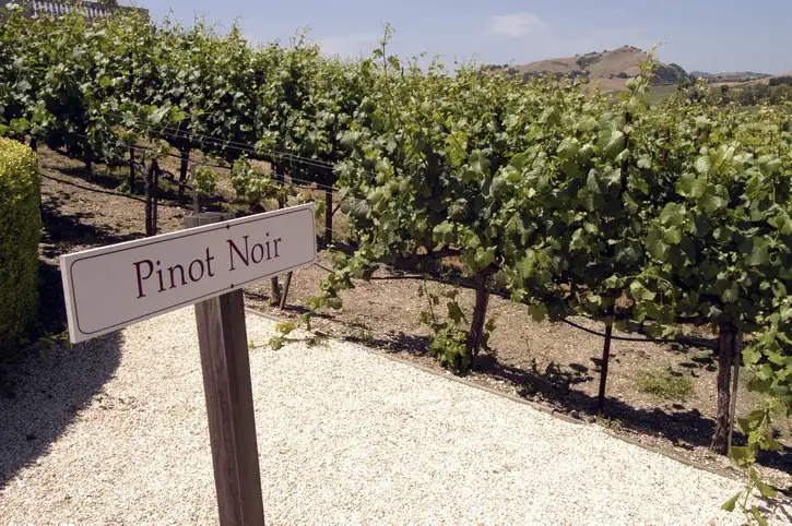 Famous California Wines 101: Pinot Noir | Domenico Winery A person's hand holding a large, heavy cluster of freshly picked Pinot Noir grapes in a sunlit vineyard.