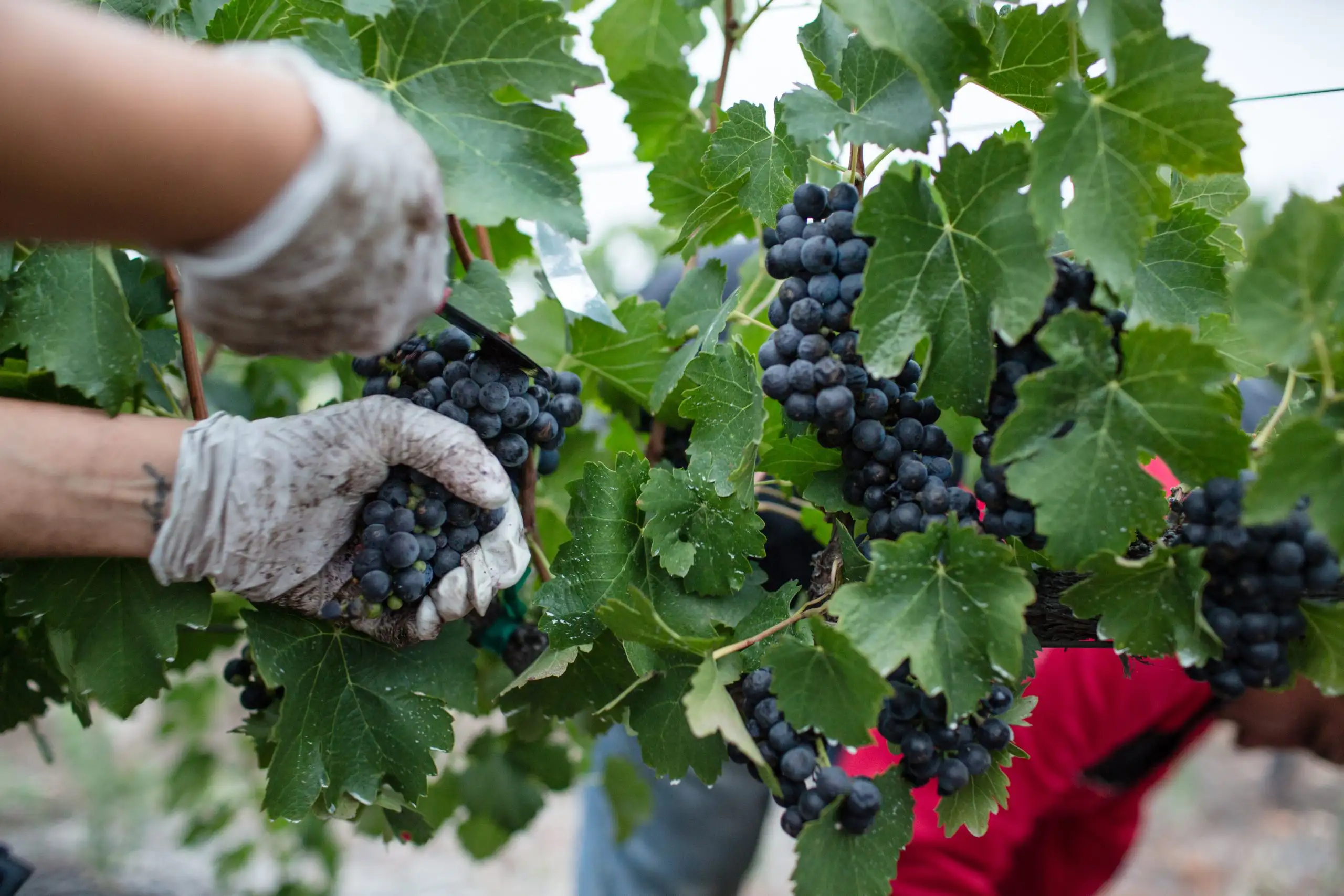 Close-up of a worker's gloved hands using a small knife to carefully cut a cluster of dark purple grapes from a leafy vine.