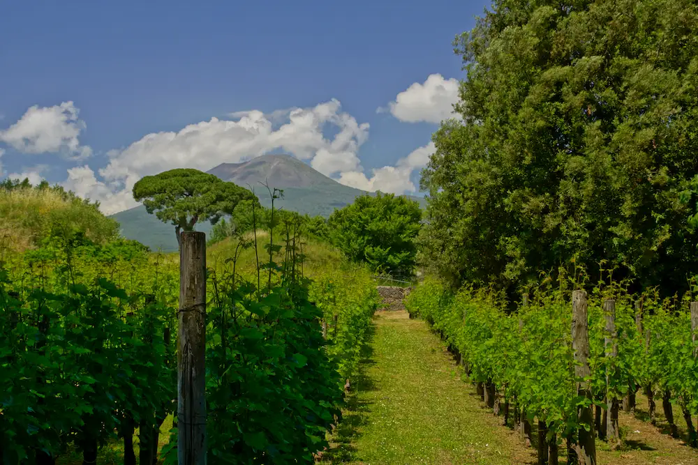 Famous Italian Wines 101: Aglianico | Domenico Winery A view down a grassy path between rows of green grapevines with Mount Vesuvius visible in the background under a blue sky.