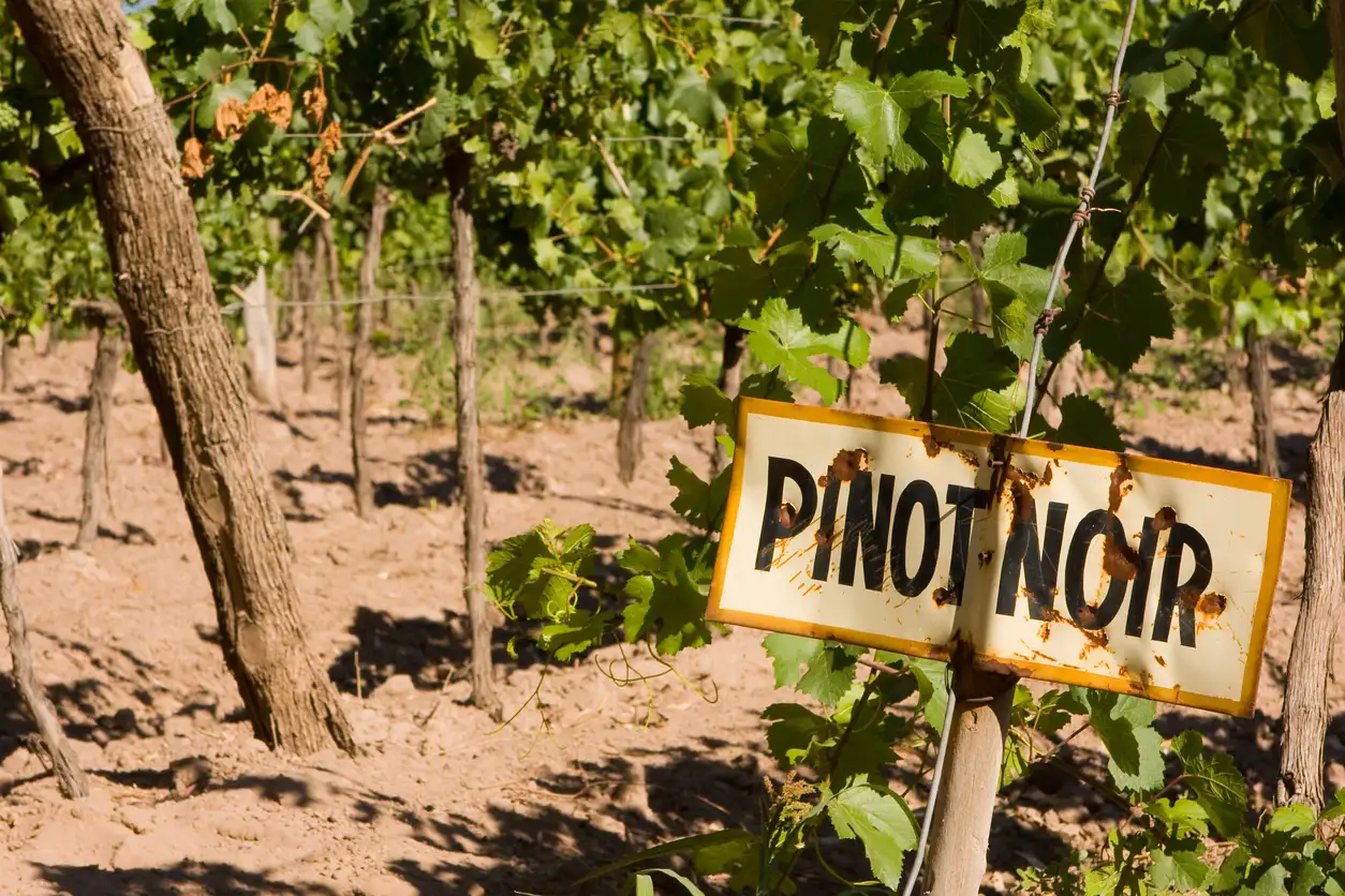 The Healthiest Wines in the World | Domenico Winery A wooden sign labeled "Pinot Noir" at the end of a lush green vineyard row under a clear sky.
