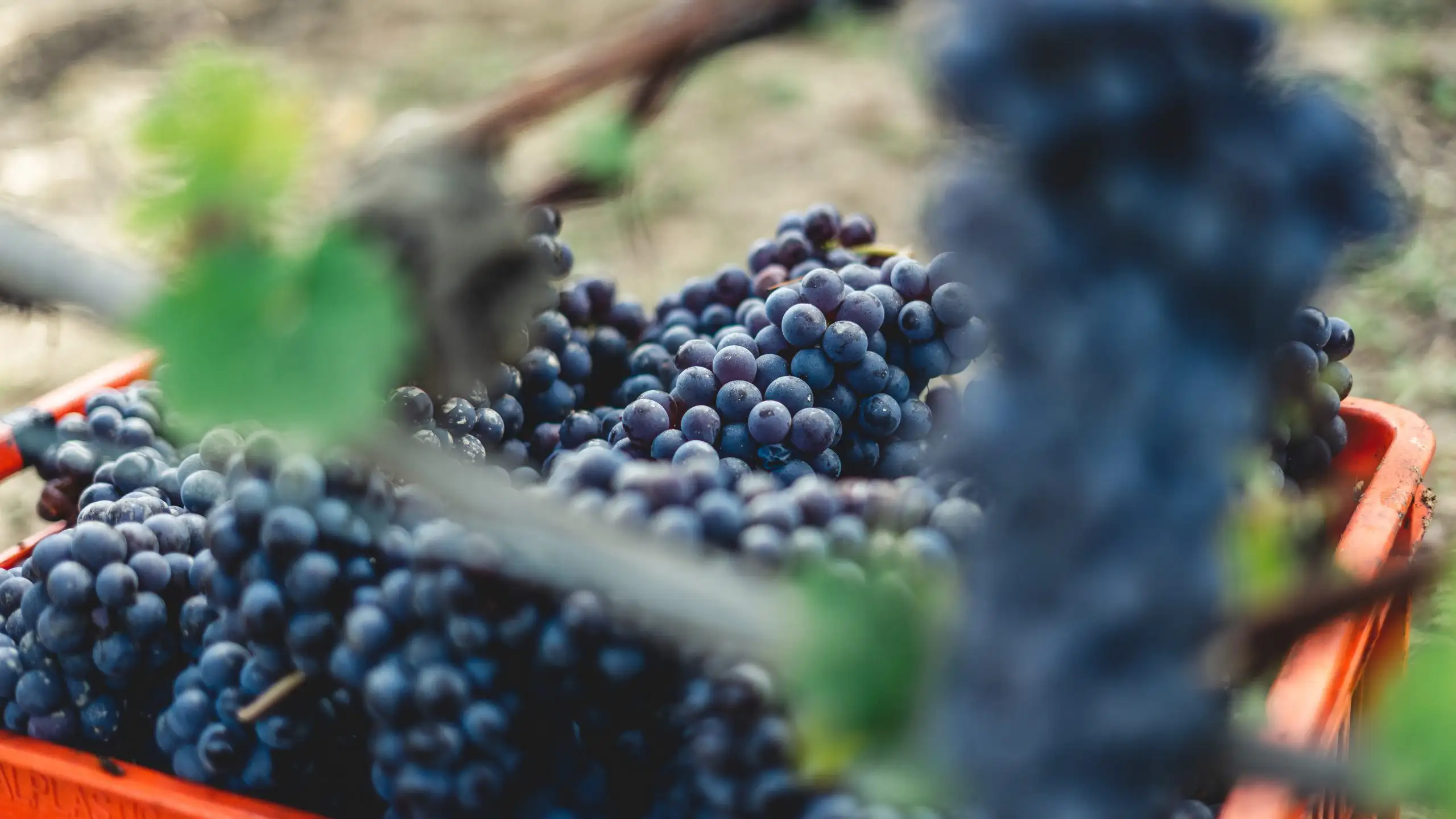 Famous Italian Wine Grapes 101: Dolcetto | Domenico Winery A close-up view of freshly harvested purple red wine grapes piled high inside a bright orange plastic crate in a vineyard.