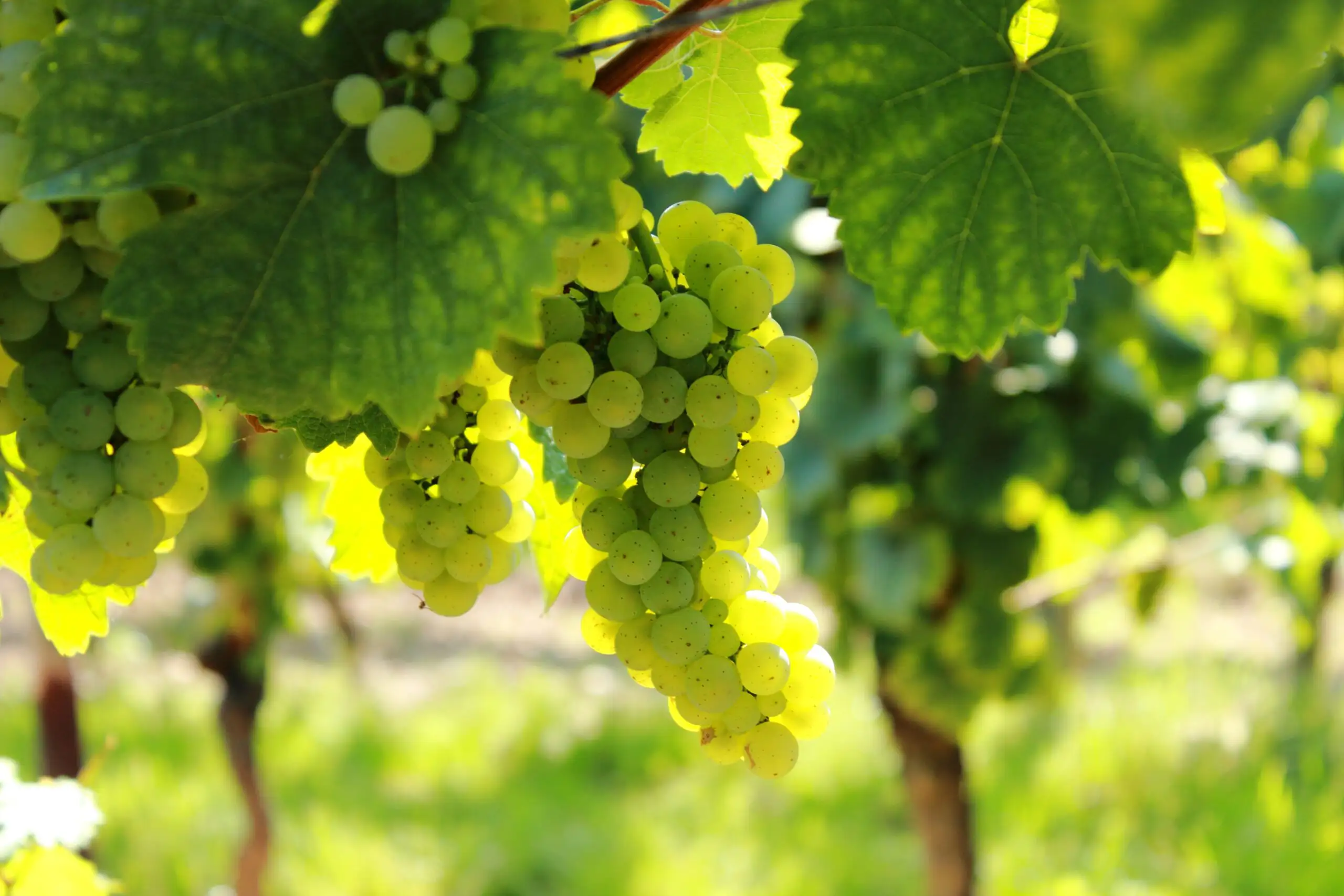 Great Italian Grapes Grown in California | Domenico Winery Bunch of ripe green grapes illuminated by sunlight in a vineyard.