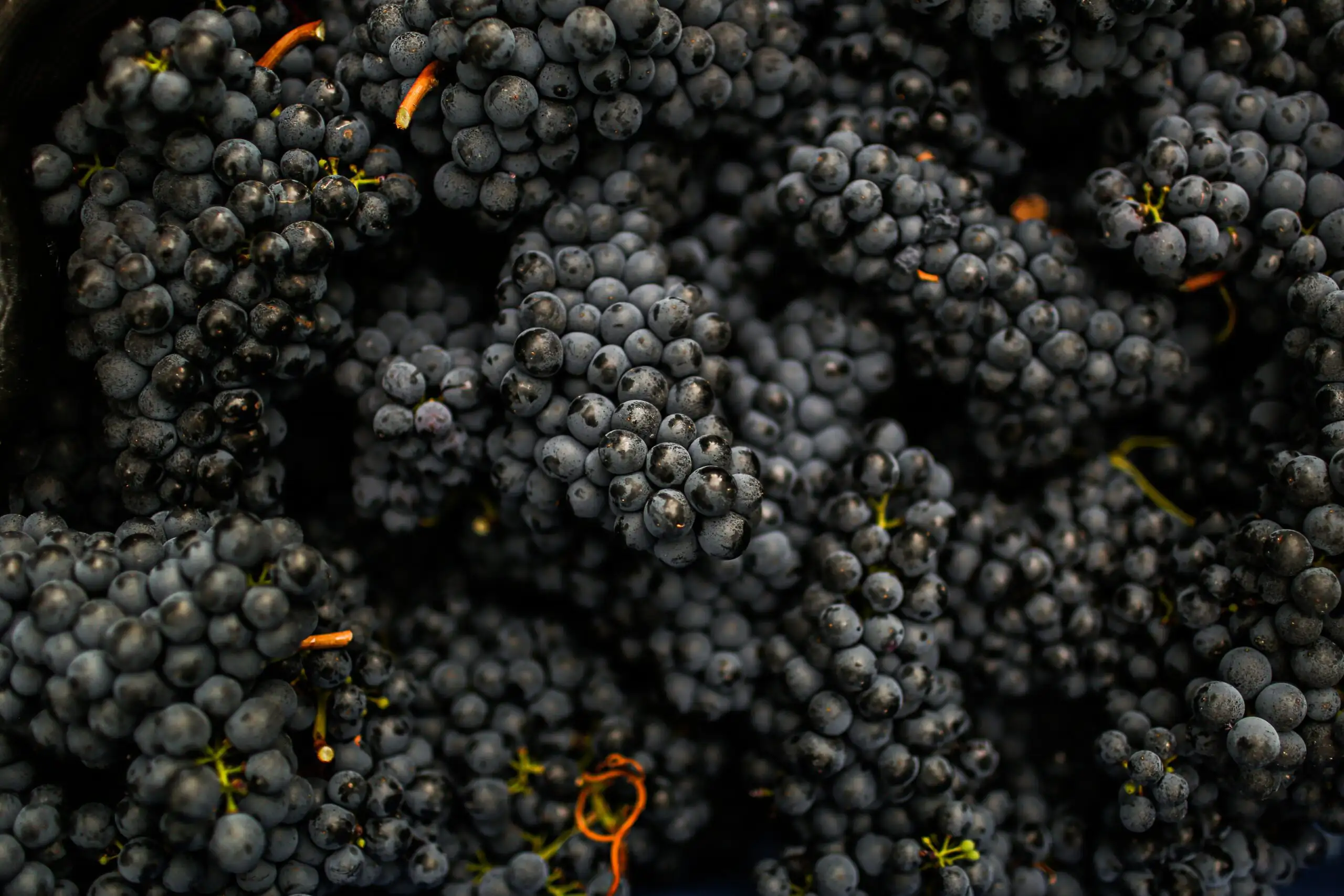 Close-up of ripe dark purple wine grape clusters harvested for red wine production.