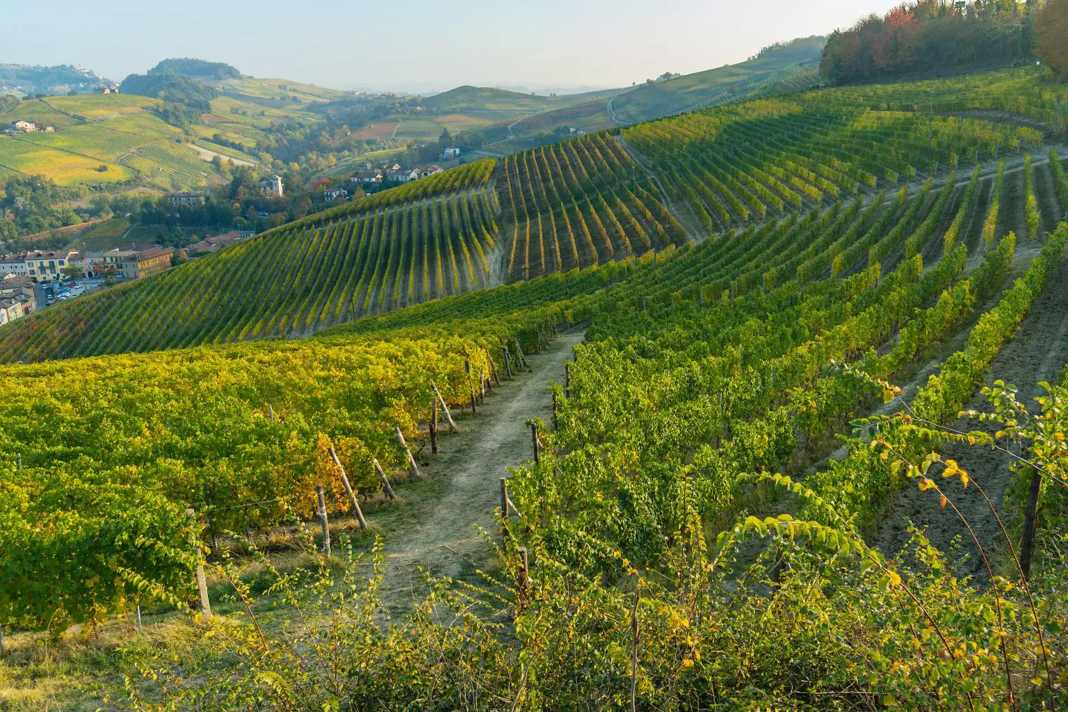 Italian Grapes 101: Nebbiolo | Domenico Winery An expansive view of a vineyard with long, diagonal rows of green and yellow grapevines on rolling hills under a clear sky.