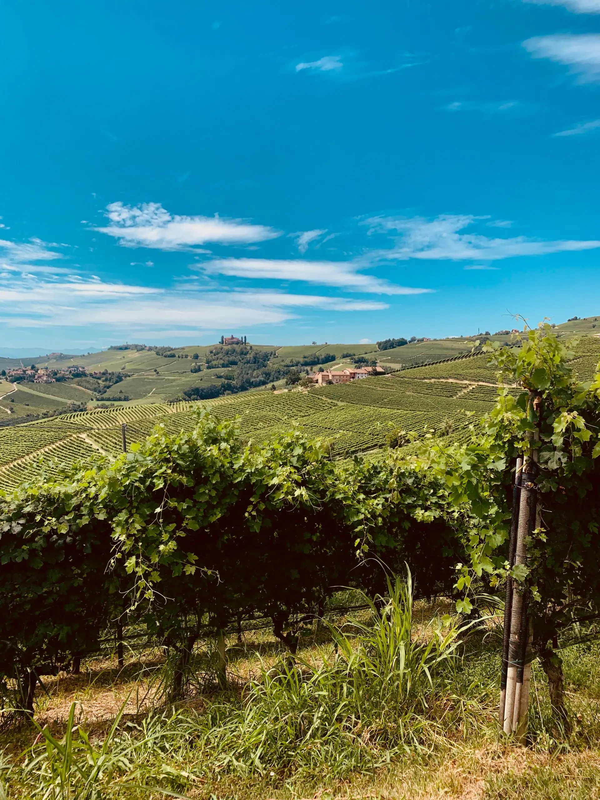 Famous Italian Wine Grapes 101: Dolcetto | Domenico Winery A wide landscape view of rolling green hills covered in vineyard rows, leading to a small village under a blue sky with clouds.