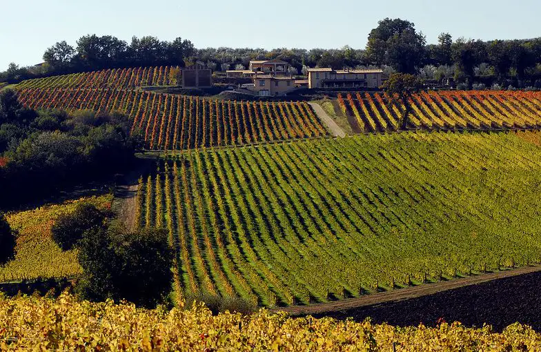 Rows of grapevines stretching across a hillside during autumn, with colorful foliage and a vineyard estate in the background.