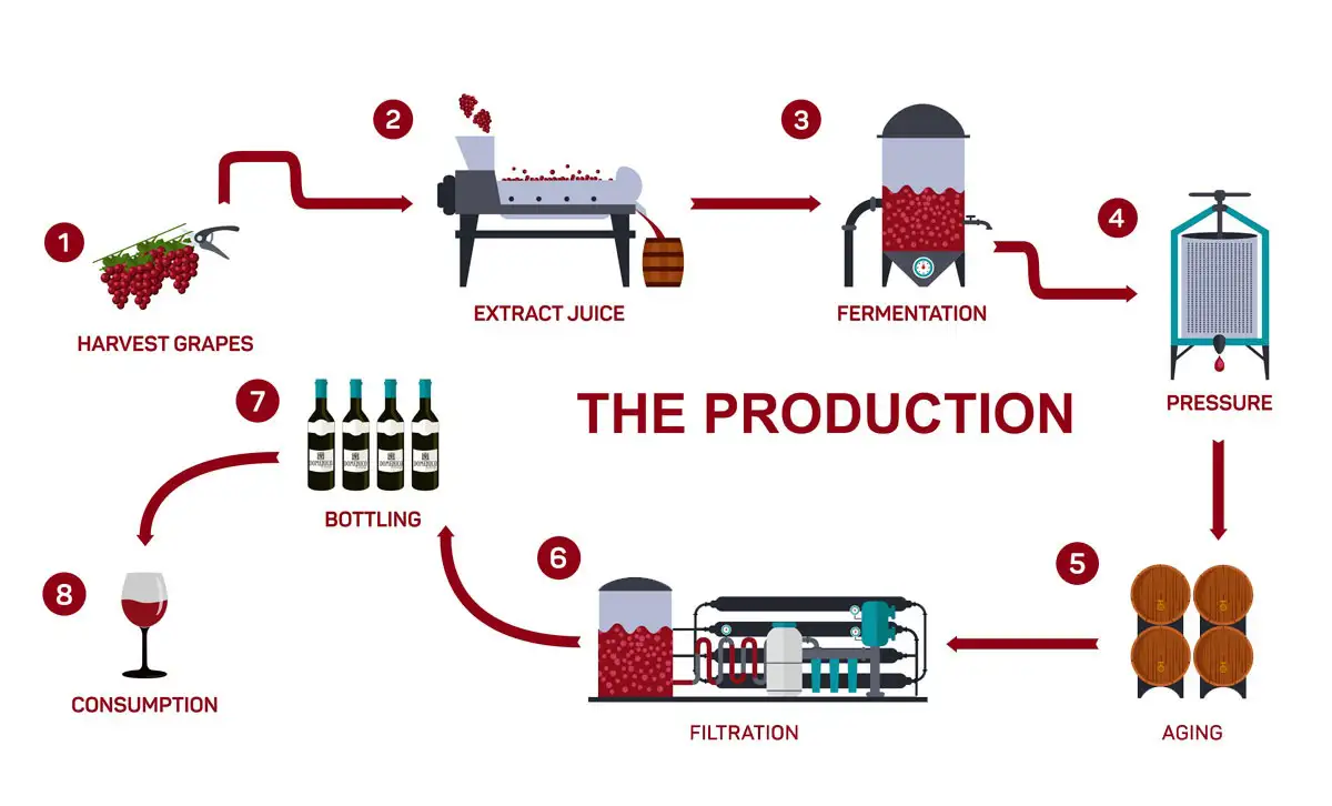 How to Make Wine with Bacchus Winemaking Club | Domenico Winery Infographic showing the wine production process from harvesting grapes to fermentation, aging, bottling, and consumption