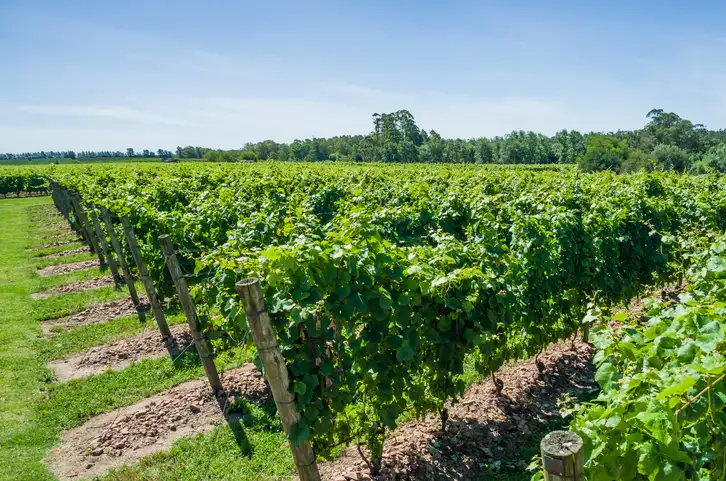 Fascinating Wine Grapes 101: Tannat | Domenico Winery A winemaker in a blue shirt standing in a vineyard, carefully inspecting a cluster of dark purple grapes on the vine.