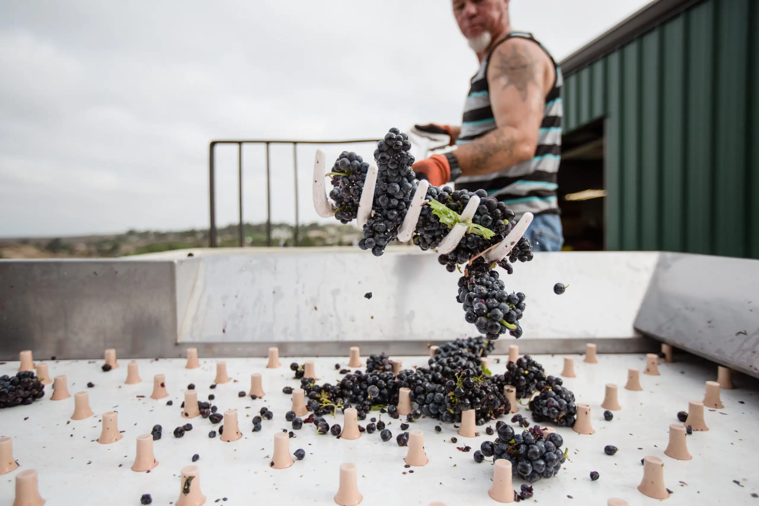 Freshly harvested grape clusters being sorted by winery equipment during wine production.