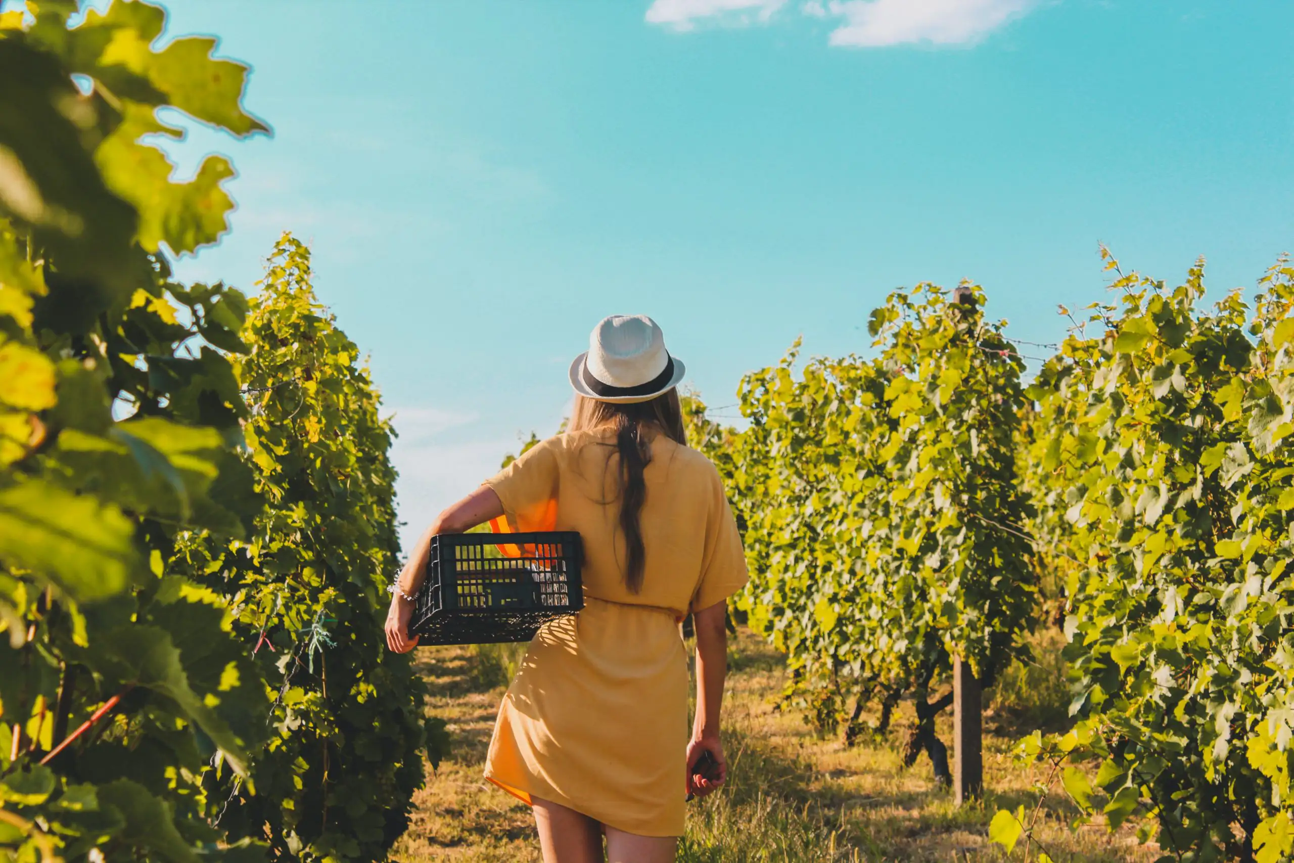 7 Wine Harvest Facts You Should Know | Domenico Winery A view from behind of a woman in a yellow dress and hat carrying a crate while walking through a vineyard during a grape harvest.